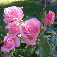 Троянда чайно-гібридна Куїн оф Інгланд купить