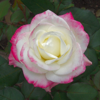 Роза чайно-гібридна Белла Перла купить