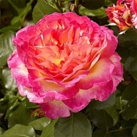 Троянда чайно-гібридна Горджес купить