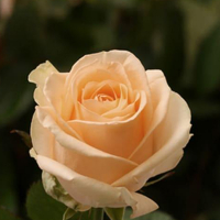 Роза чайно-гибридная Мэджик Аваланж купить