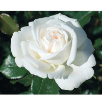 Троянда чайно-гібридна Роджер Уіттакер купить