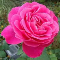 Троянда чайно-гібридна Пінк Піс купить