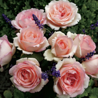 Троянда чайно-гібридна Пінк Енчантмент купить