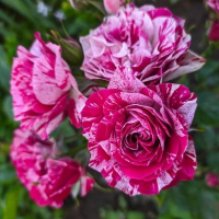 Троянда чайно-гібридна Папагено купить