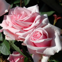 Троянда чайно-гібридна Готель Савой купить