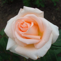 Троянда чайно-гібридна Вівальді купить