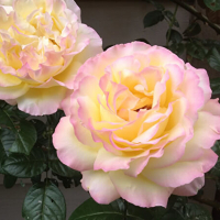 Троянда чайно-гібридна Глорія Дей купить