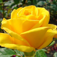 Троянда чайно-гібридна Керіо купить