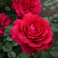 Троянда чайно-гібридна Бельв'ю купить