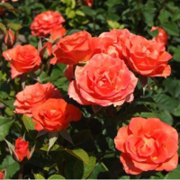 Троянда чайно-гібридна Соло Оранж купить