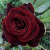 Троянда чайно-гібридна Блек Меджік купить