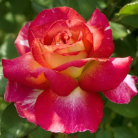 Роза чайно-гибридная Большой Театр купить