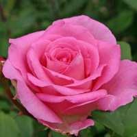 Роза чайно-гибридная Беверли купить