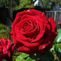 Троянда чайно-гібридна Експлорер купить