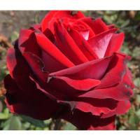 Троянда чайно-гібридна Госпел купить