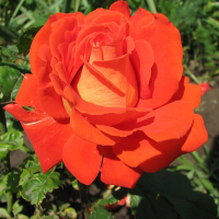 Троянда Верано, чайно-гібридна купить