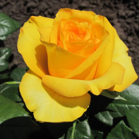 Троянда чайно-гібридна Керіо купить