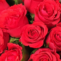 Троянда Хот Блад, чайно-гібридна купить