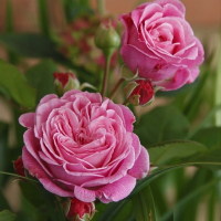 Роза чайно-гібридна Графіня Марія Генрієт купить