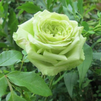 Троянда чайно-гібридна Грін Фешн купить