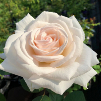 Троянда чайно-гібридна Клир Оушен (Clear Ocean) купить