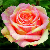 Троянда чайно-гібридна Фієста купить