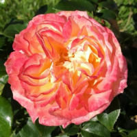 Троянда чайно-гібридна Конкорд купить