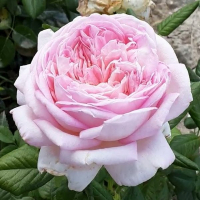 Роза чайно-гібридна Муріам купить