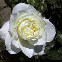 Троянда Анастасія, чайно-гібридна купить