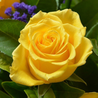 Троянда Іліос, чайно-гібридна купить