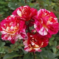 Троянда Моріс Утріло Дельбар, чайно-гібридна купить