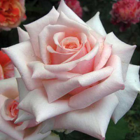 Троянда чайно-гібридна Барбадос купить