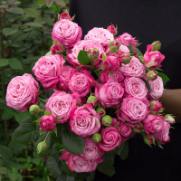 Троянди чайно-гібридні Леді Бомбастик купить