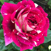 Роза чайно-гибридная Строката Фантазия купить