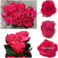 Троянда чайно-гібридна Фуксіана купить