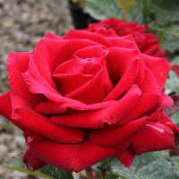 Роза Роял Вільямс купить