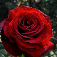 Роза чайно-гибридная Матильда купить