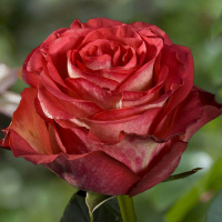 Троянда чайно-гібридна Гіннес купить