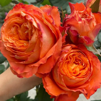 Троянда чайно-гібридна Оранж Кранж купить