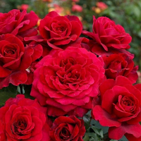 Троянда чайно-гібридна Бельв'ю купить