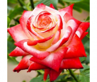 Троянда чайно-гібридна Імператриця Фарах купить