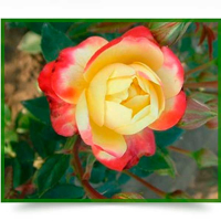 Троянда флорибунда New Star (Нью Стар) купить