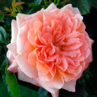 Троянда флорибунда English Sonette (Інгліш Сонет) купить