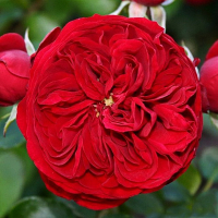 Роза Роткепчен купить