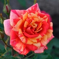 Троянда флорибунда Пападжена купить