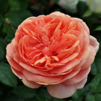 Роза флорибунда Queen of Hearts (Куин оф Хертс) купить