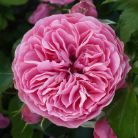 Троянда флорибунда Леонардо Да Вінчі купить