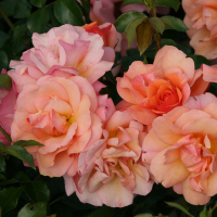 Роза Aprikola (Априкола) купить