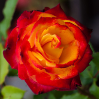 Троянда флорибунда Майн Мюнхен купить