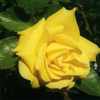 Троянда флорибунда Фрезія купить